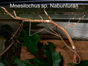 Mnesilochus sp. Nabunturan